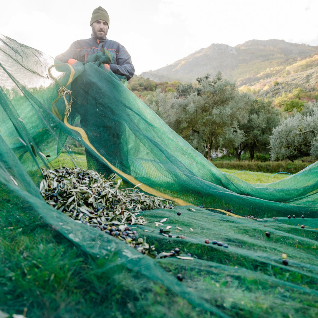 Olio Extravergine di Oliva - Natives Olivenöl extra aus Italien