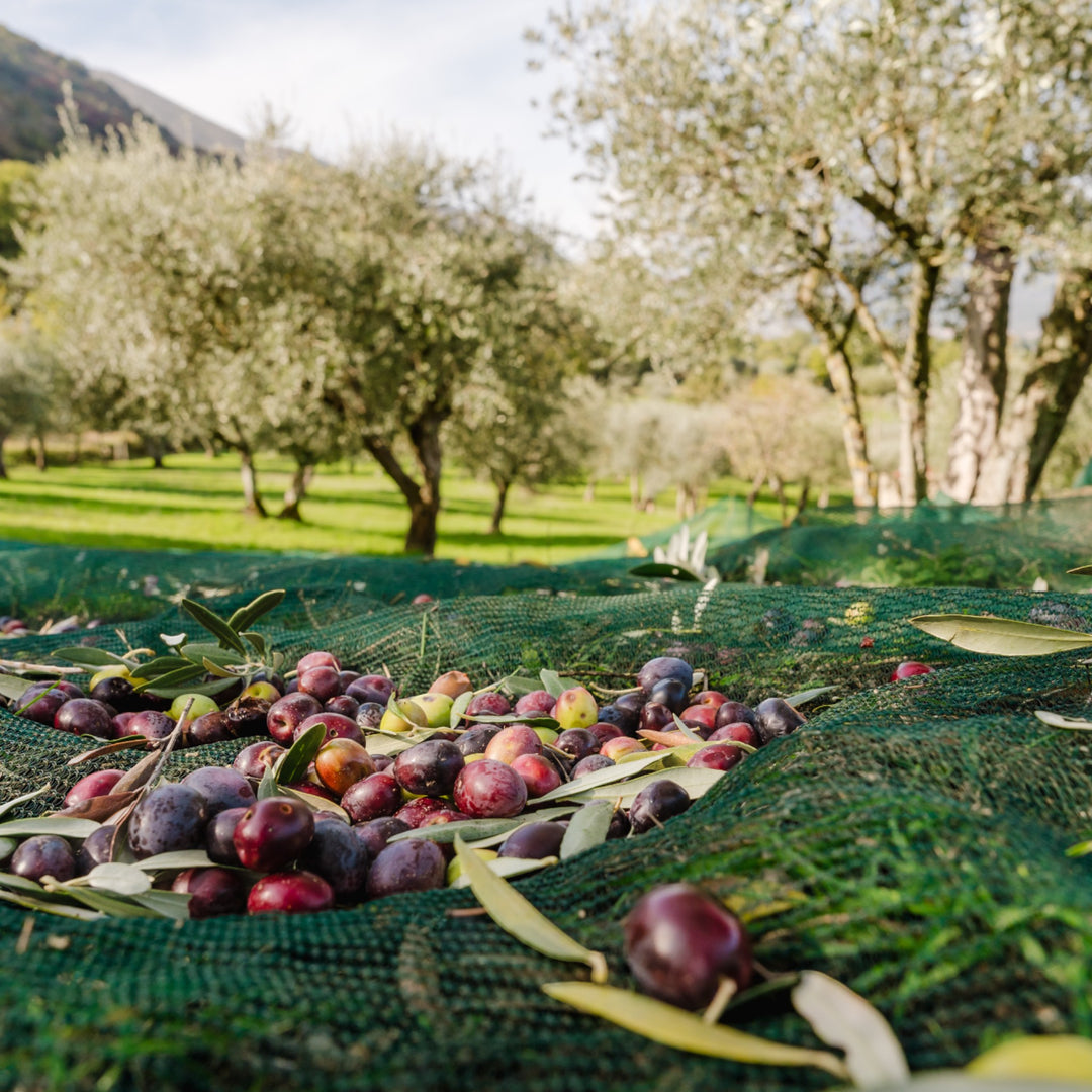 Olio Extravergine di Oliva - Natives Olivenöl extra aus Italien